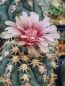 Preview: Gymnocalycium spegazzinii v. unguispinum